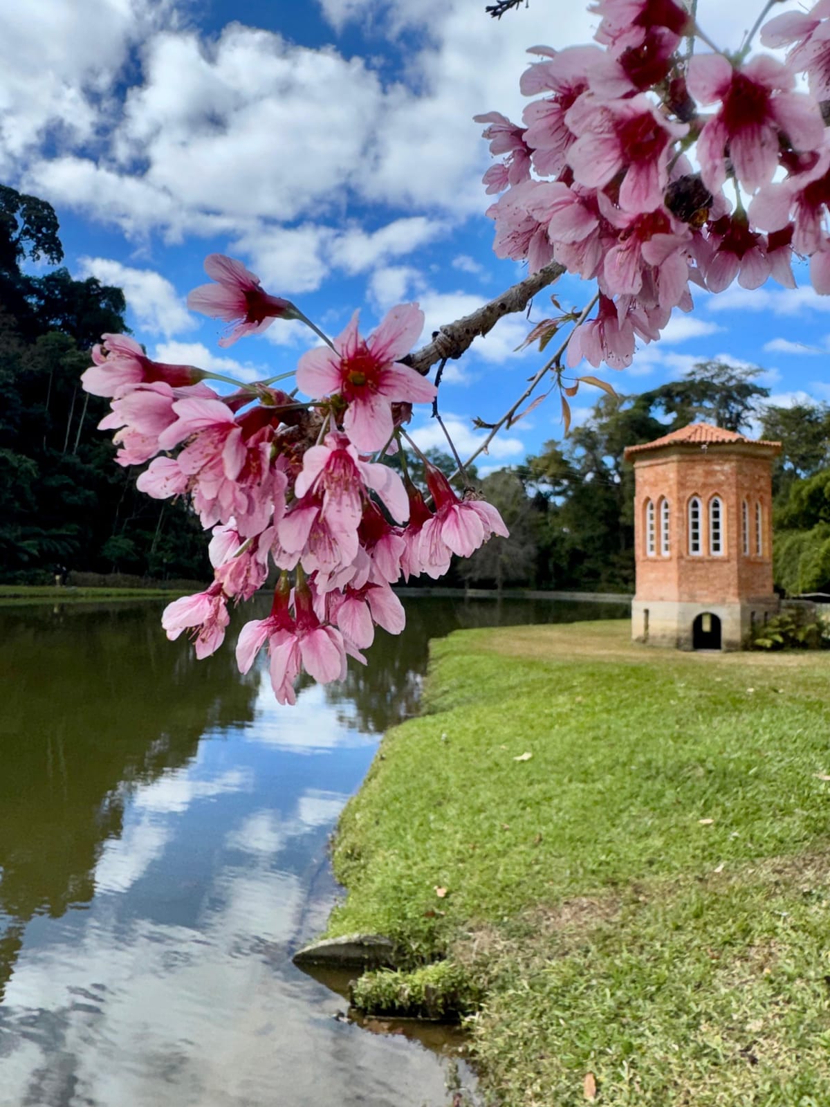 Últimos dias da florada das cerejeiras