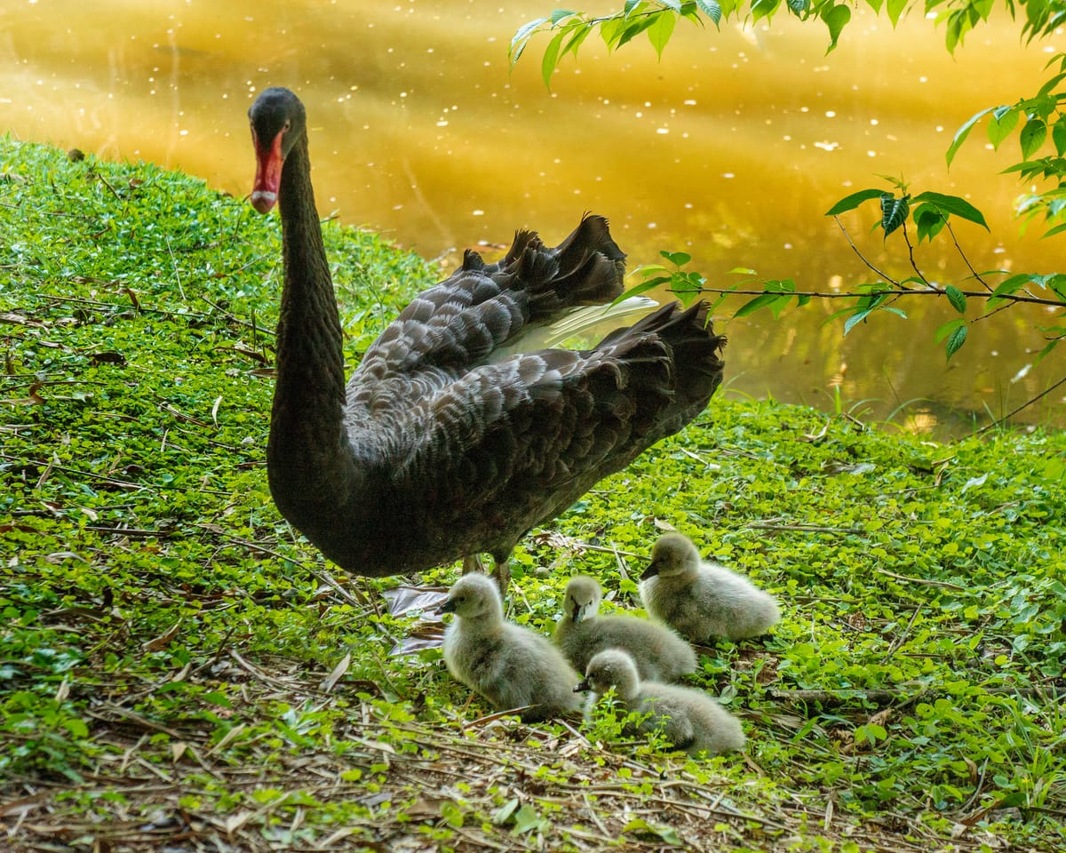 A família imperial ganhou quatro novos herdeiros