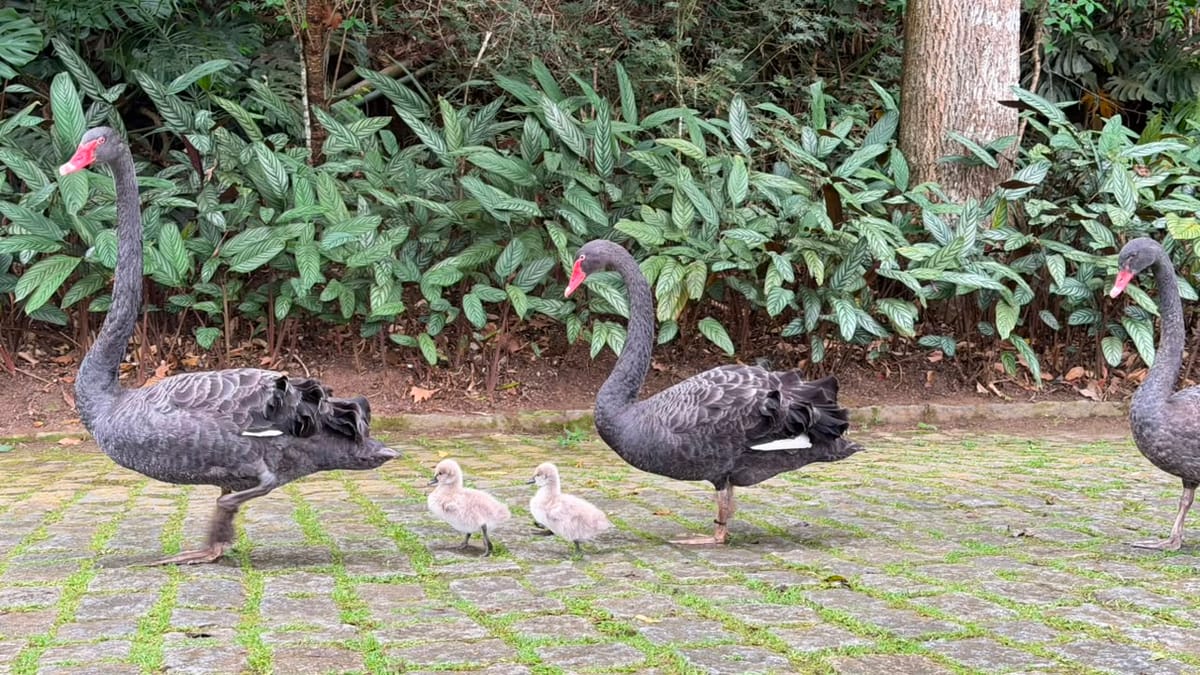 Os herdeiros da família imperial ainda precisam de nomes