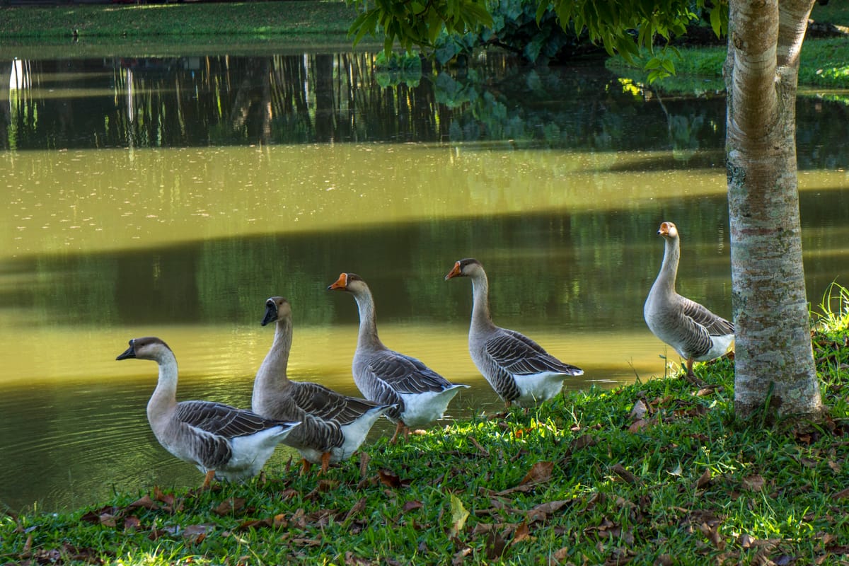 Um jardim cheio de asas e vida