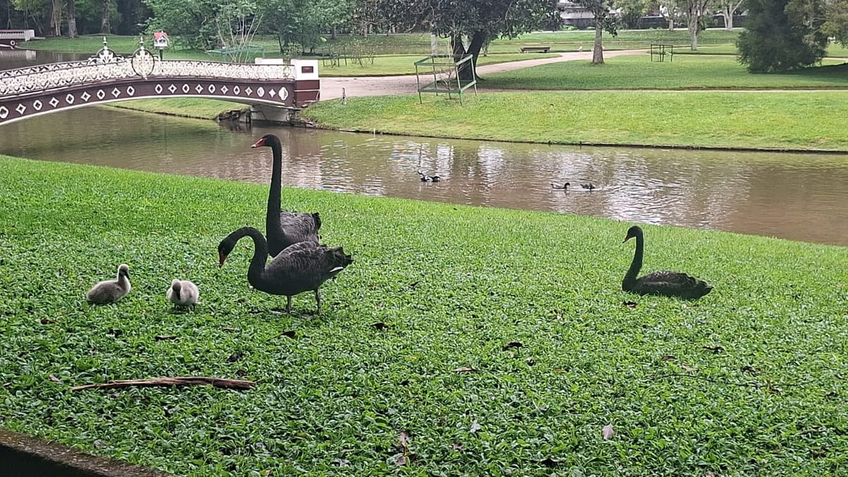A família de cisnes