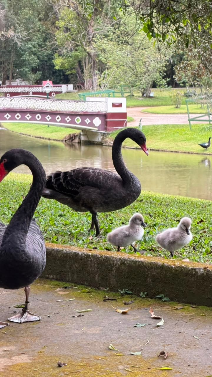 Os novos integrantes da família imperial já têm nome!