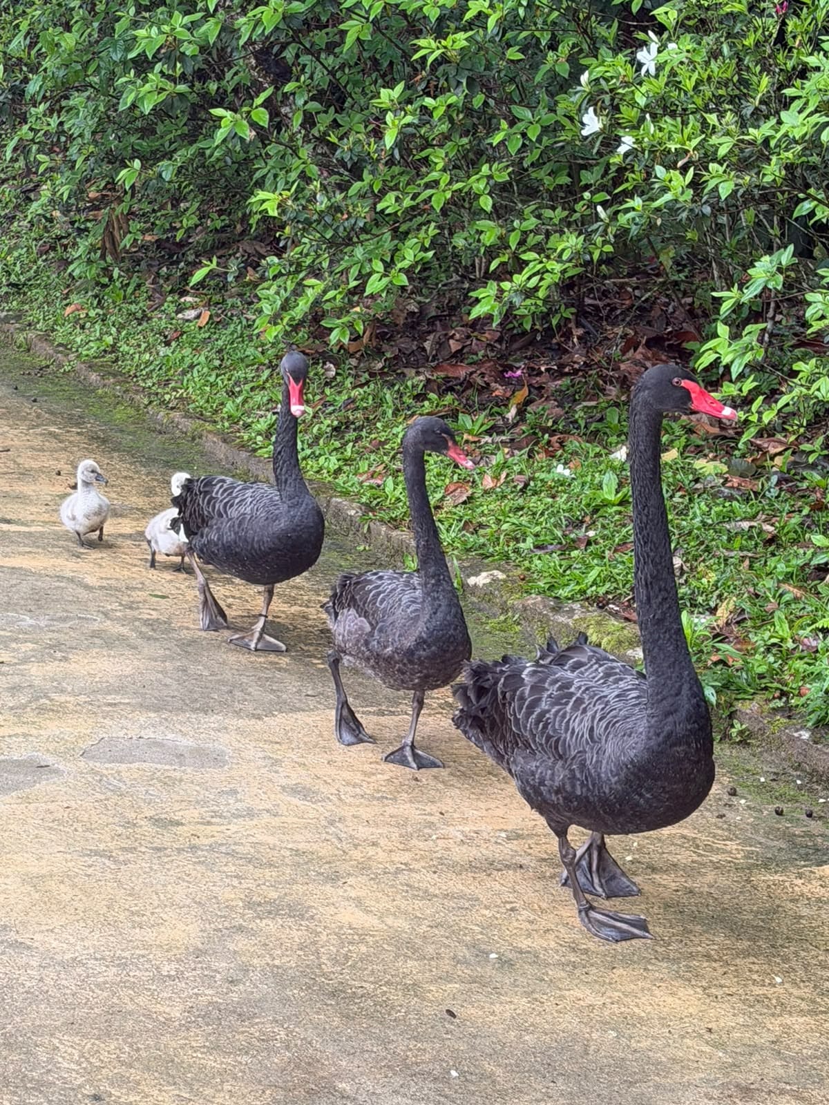 Uma caminhada matinal