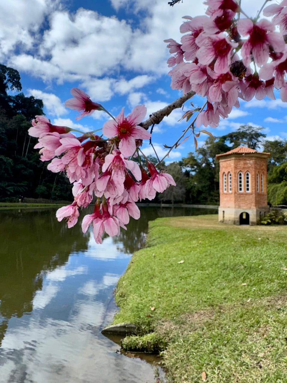 Últimos dias da florada das cerejeiras