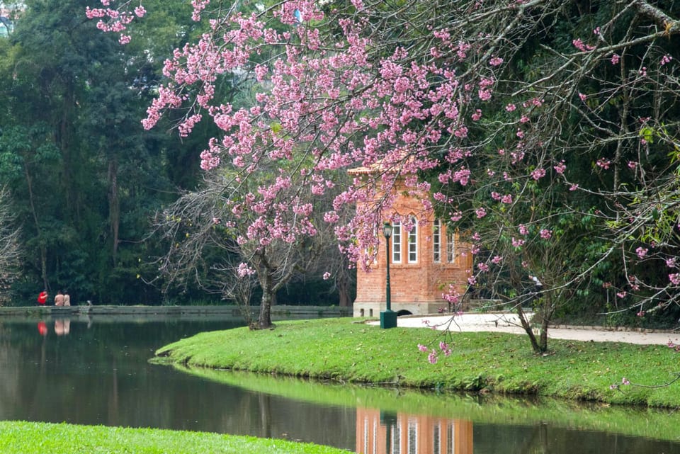Desfrute a beleza das Cerejeiras no clube