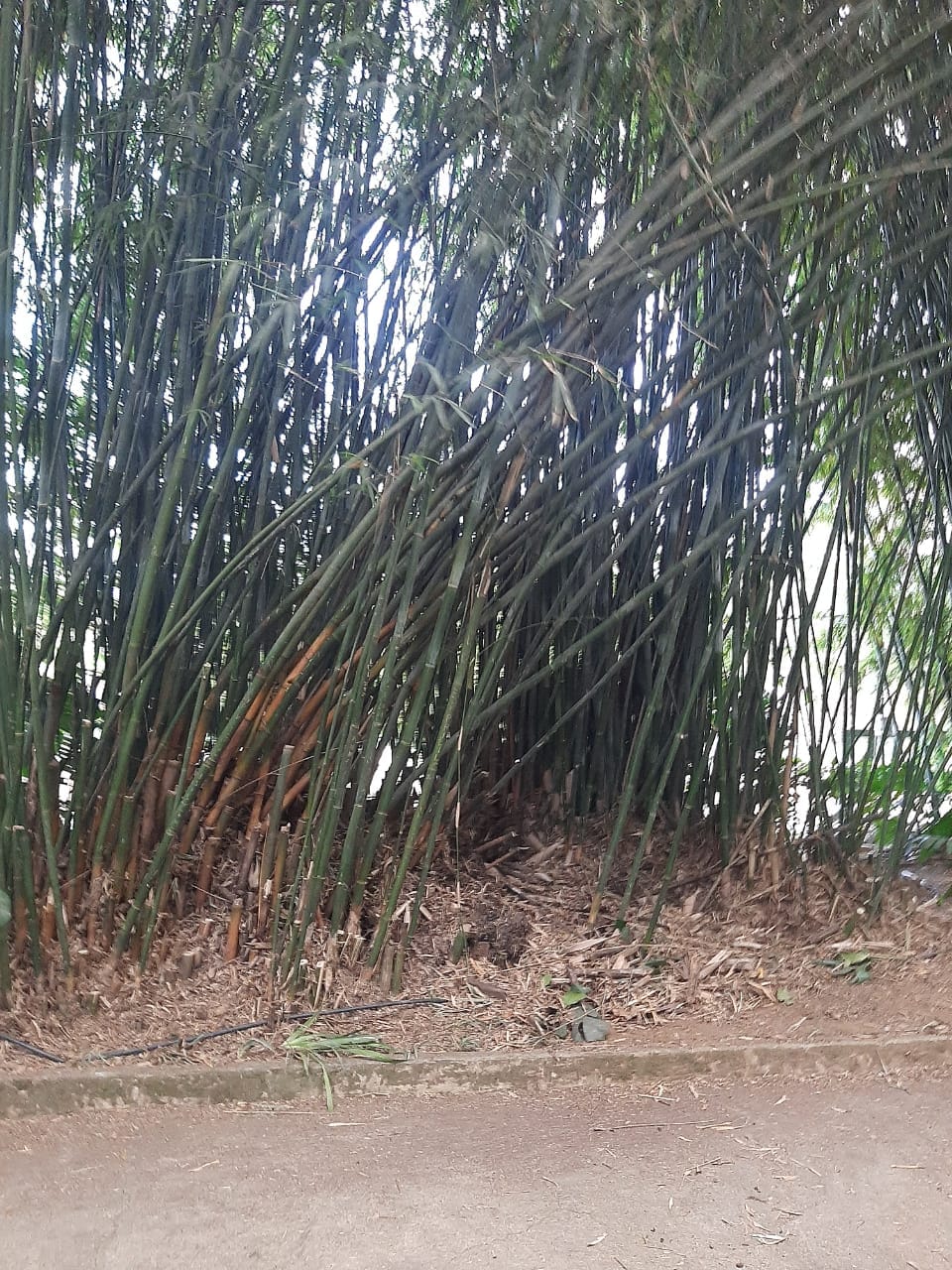 Country em Ação: cuidado que faz parte da rotina