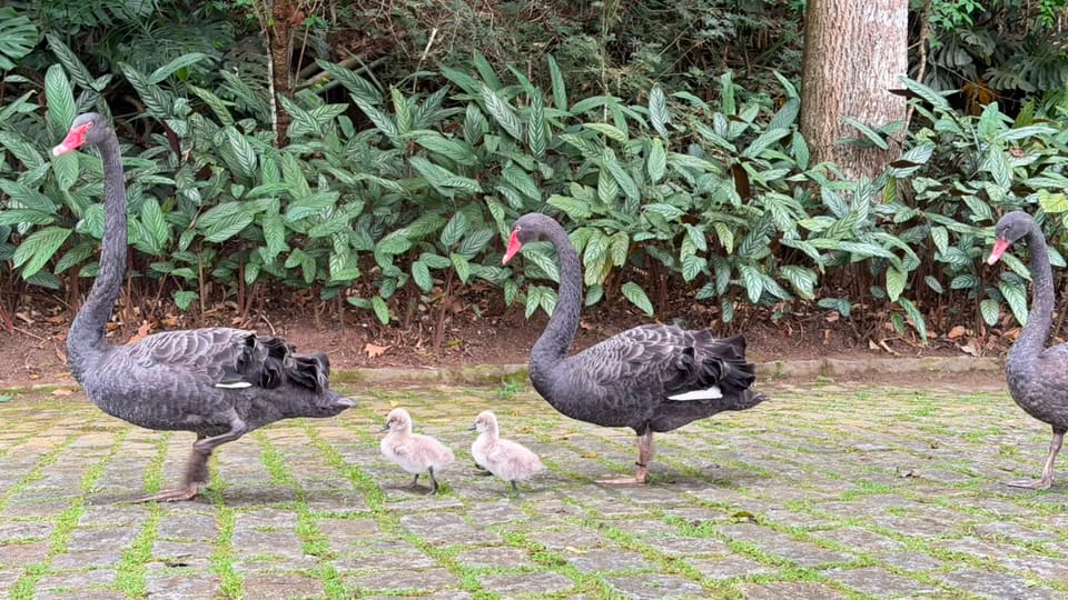 Os herdeiros da família imperial ainda precisam de nomes